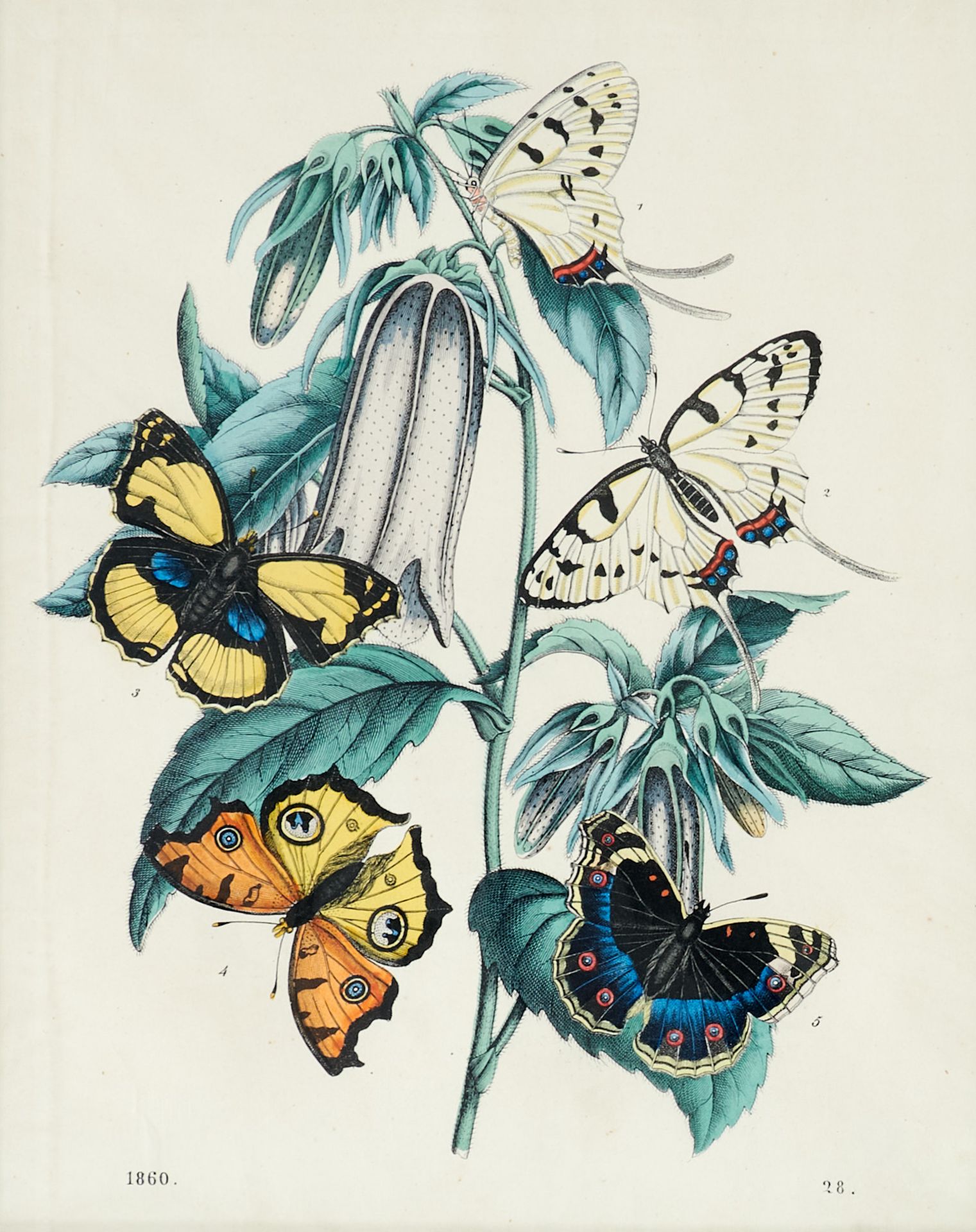 Fauna Merian - Vanillepflanze mit Schmetterlingen. Kolor. Kupferstich nach P. Sluyter und M. S. - Bild 2 aus 4