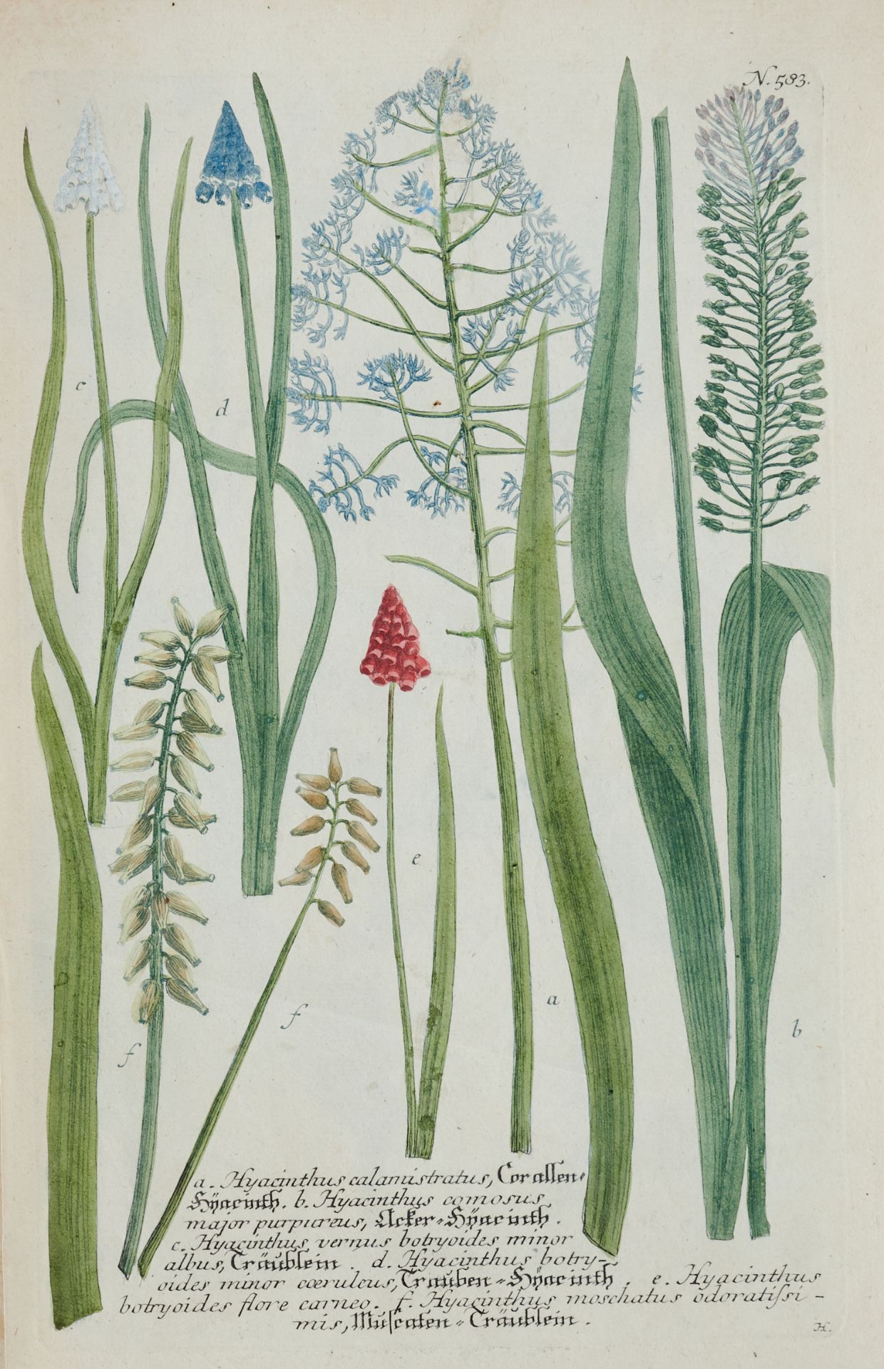 Flora Konvolut - Ca. 80 Kupferstiche und Holzschnitte des 16. bis 18. Jhdts. von verschied. Stechern - Image 2 of 12