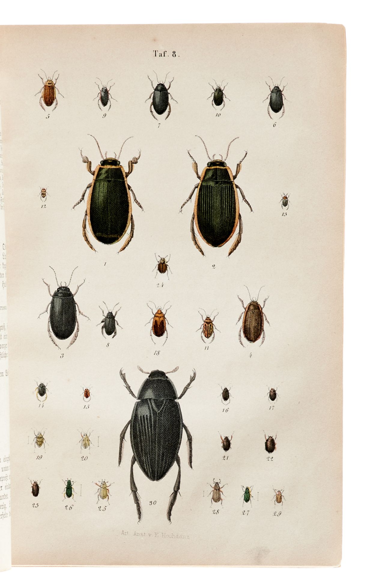 Entomologie Thon, Th., Die Naturgeschichte der in- und ausländischen Schmetterlinge. Leipzig, - Bild 5 aus 7