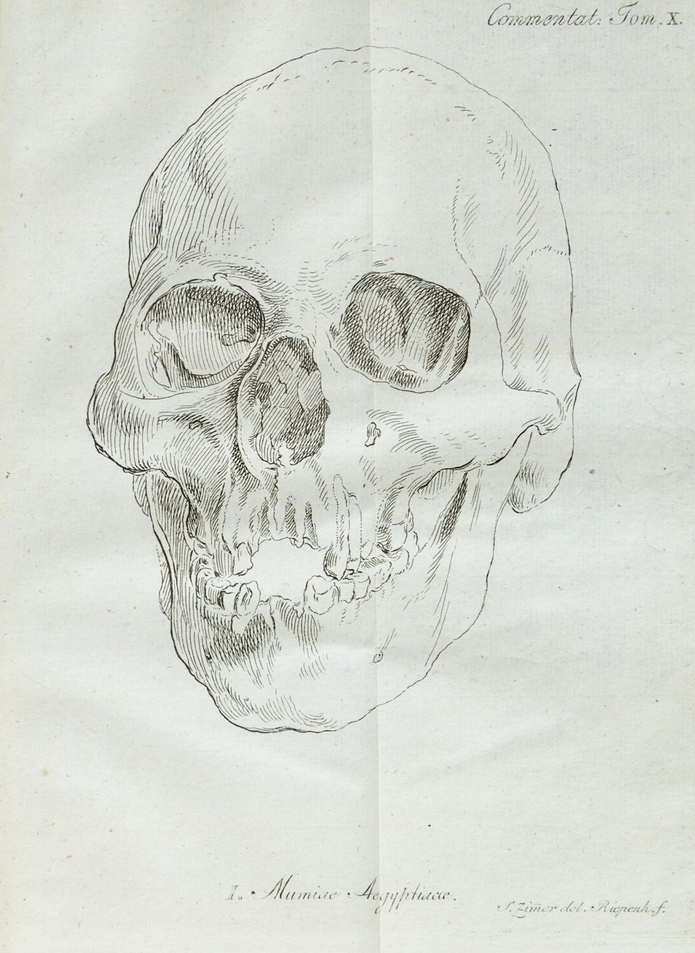 Anthropologie Blumenbach Commentationes Societatis Regiae Scientiarum Gottingensis classis physicae. - Bild 4 aus 7