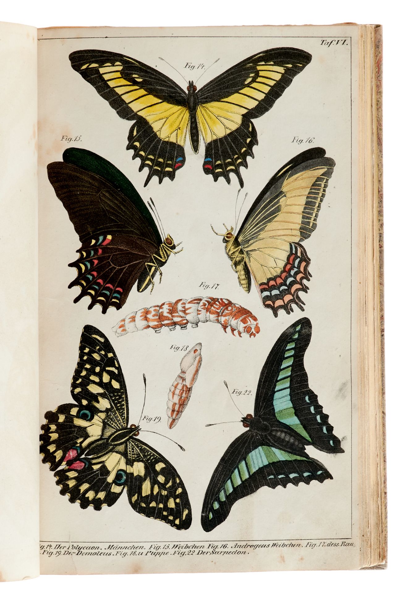 Entomologie Thon, Th., Die Naturgeschichte der in- und ausländischen Schmetterlinge. Leipzig, - Bild 3 aus 7