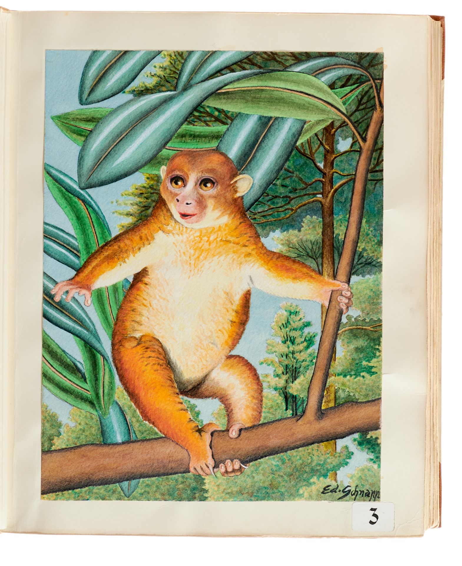 Handschrift "Im Reiche der Lemuren u. Makis. Welt der sanften Wesen. Bildalbum mit Text von Eduard - Bild 7 aus 7