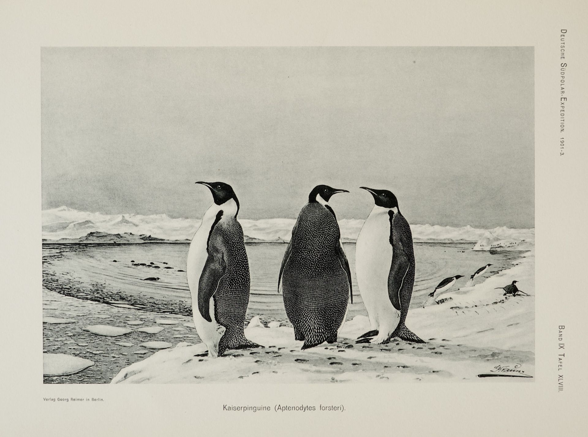 Arktis und Antarktis Komplette Reihe Drygalski, E. von, Deutsche Südpolar-Expedition 1901-1903 im - Bild 7 aus 7