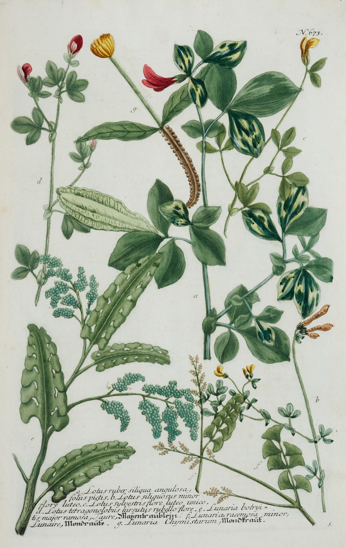 Flora Konvolut - Ca. 80 Kupferstiche und Holzschnitte des 16. bis 18. Jhdts. von verschied. Stechern - Image 5 of 12