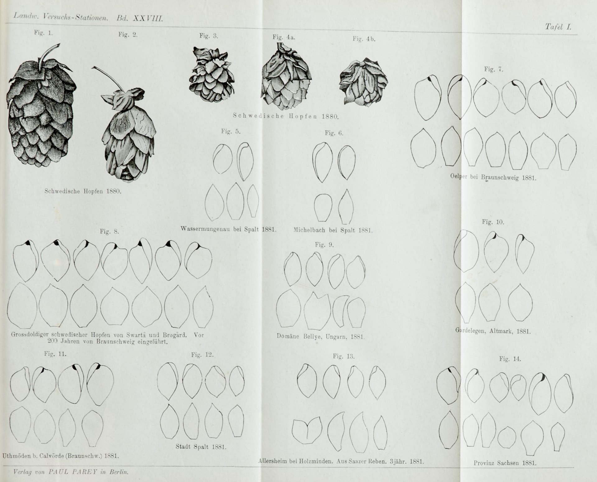 Brauwesen Bier Sammelband mit 18 Kleinschriften von Richard Braungart, meist Sonderdrucke oder - Image 10 of 17