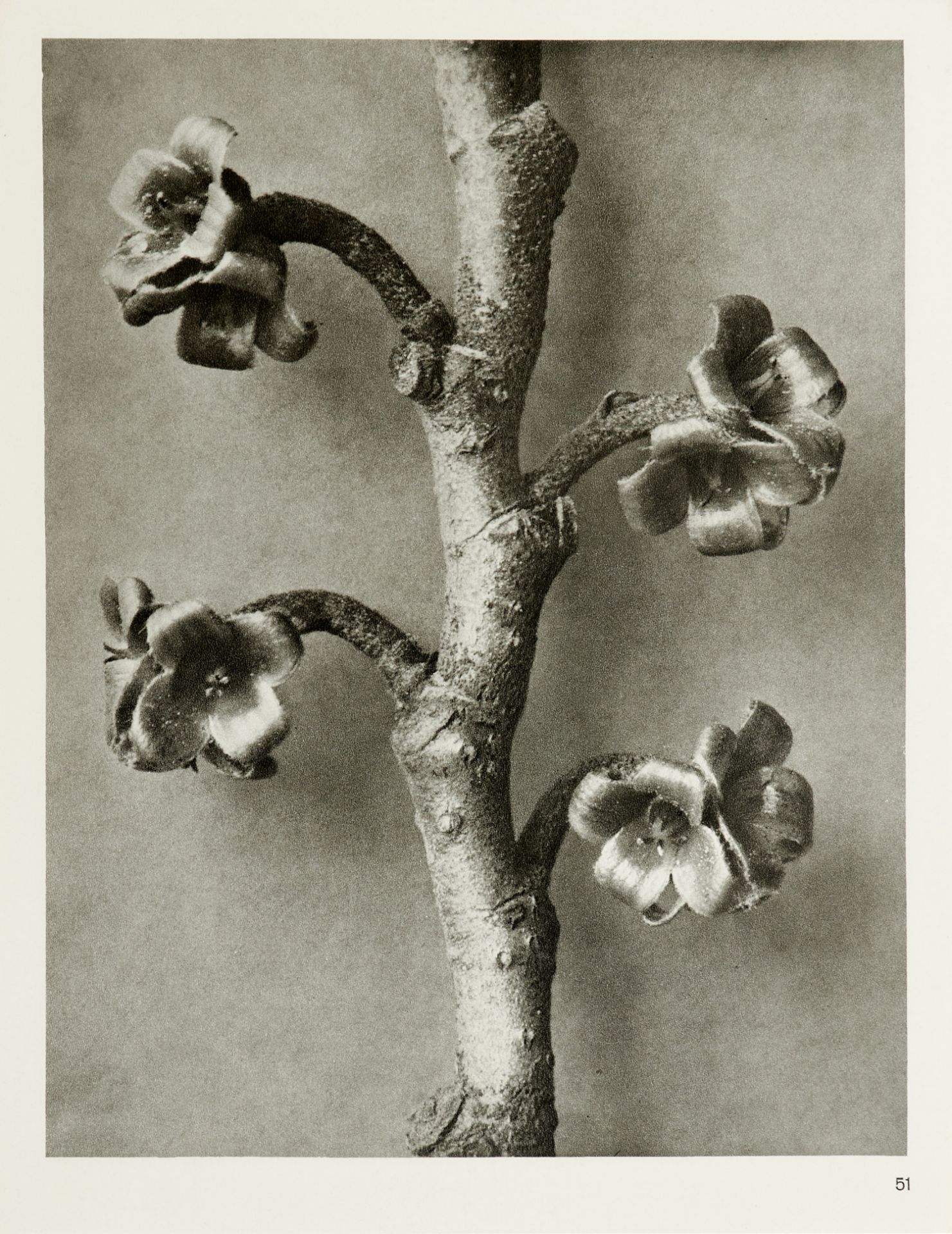 Blossfeldt, K., - Image 4 of 6