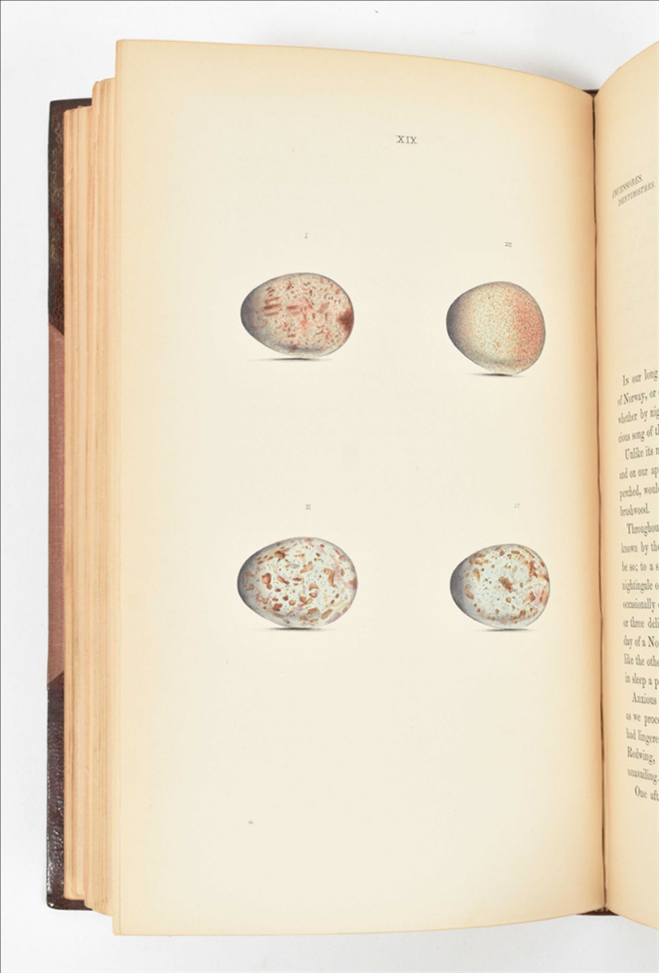 [Ornithology] William C. Hewitson. Coloured Illustrations of the Eggs of British Birds - Bild 2 aus 8