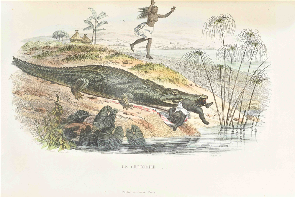 Histoire naturelle de Lacépède - Image 4 of 7