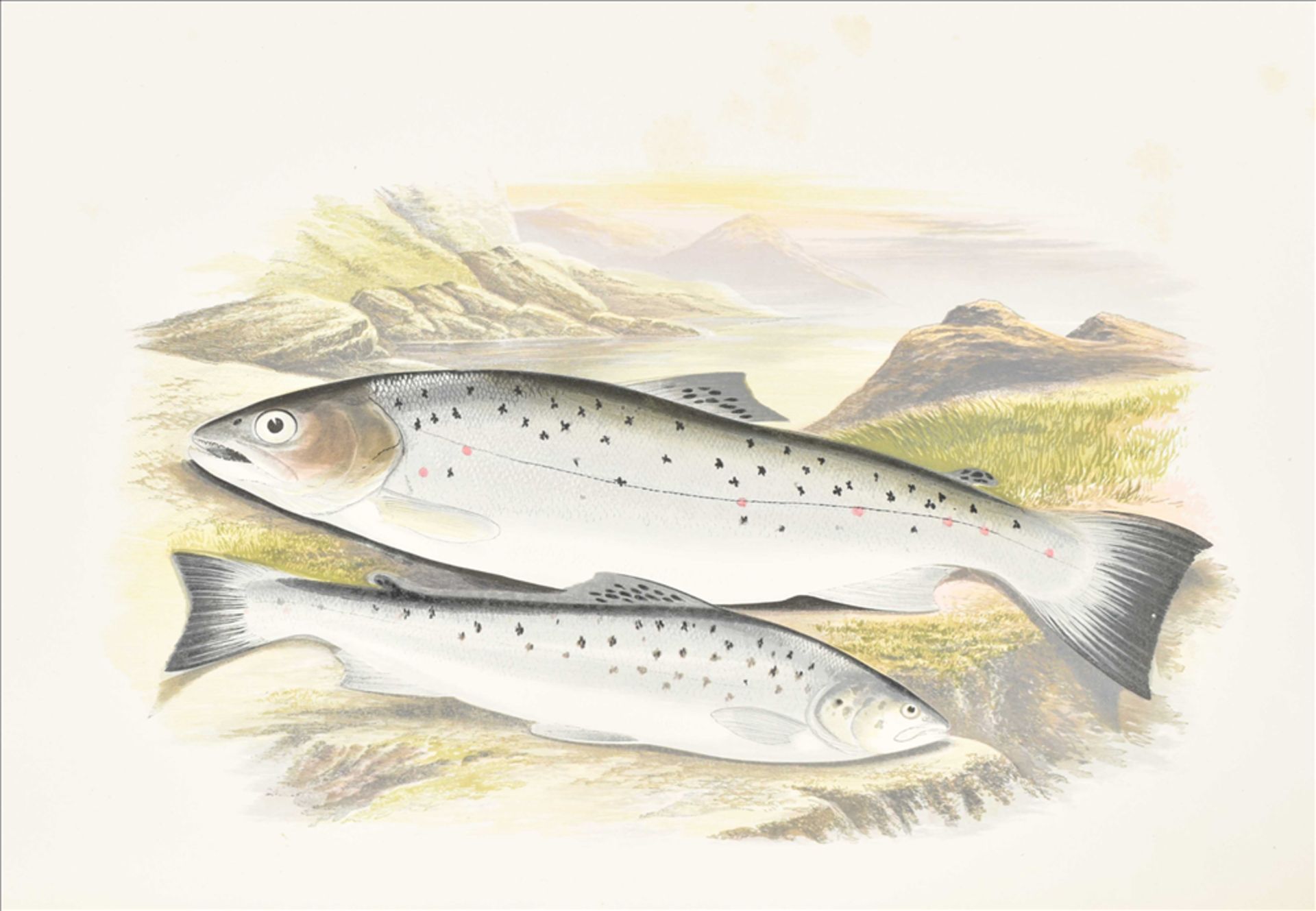 William Houghton. British Fresh-Water Fishes - Bild 3 aus 5