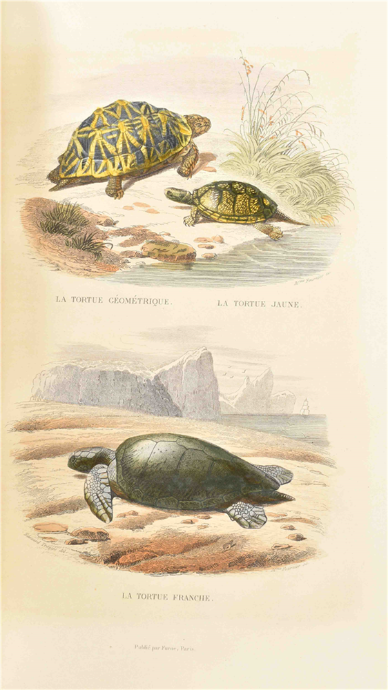 Histoire naturelle de Lacépède - Image 3 of 7