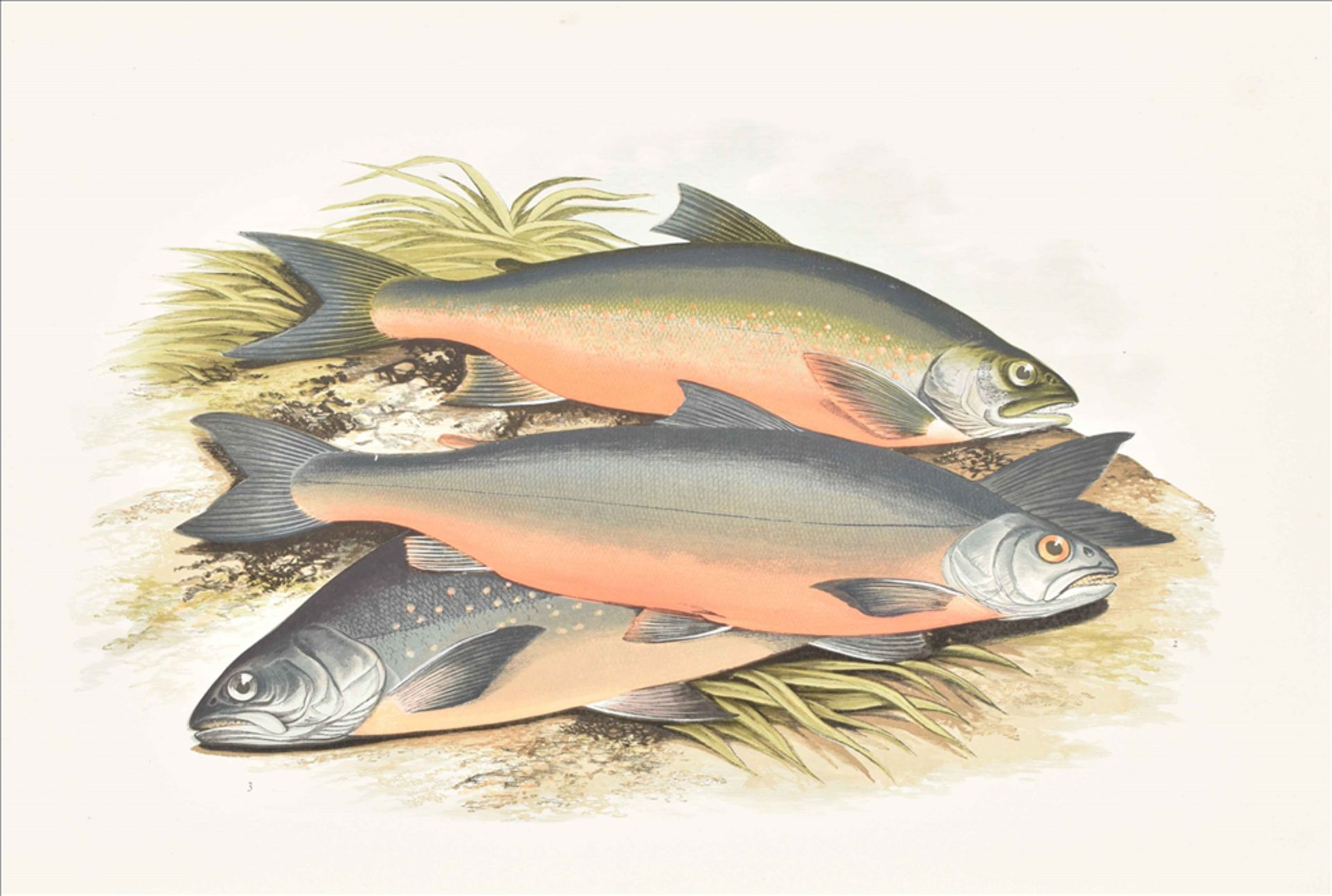 William Houghton. British Fresh-Water Fishes - Bild 2 aus 5