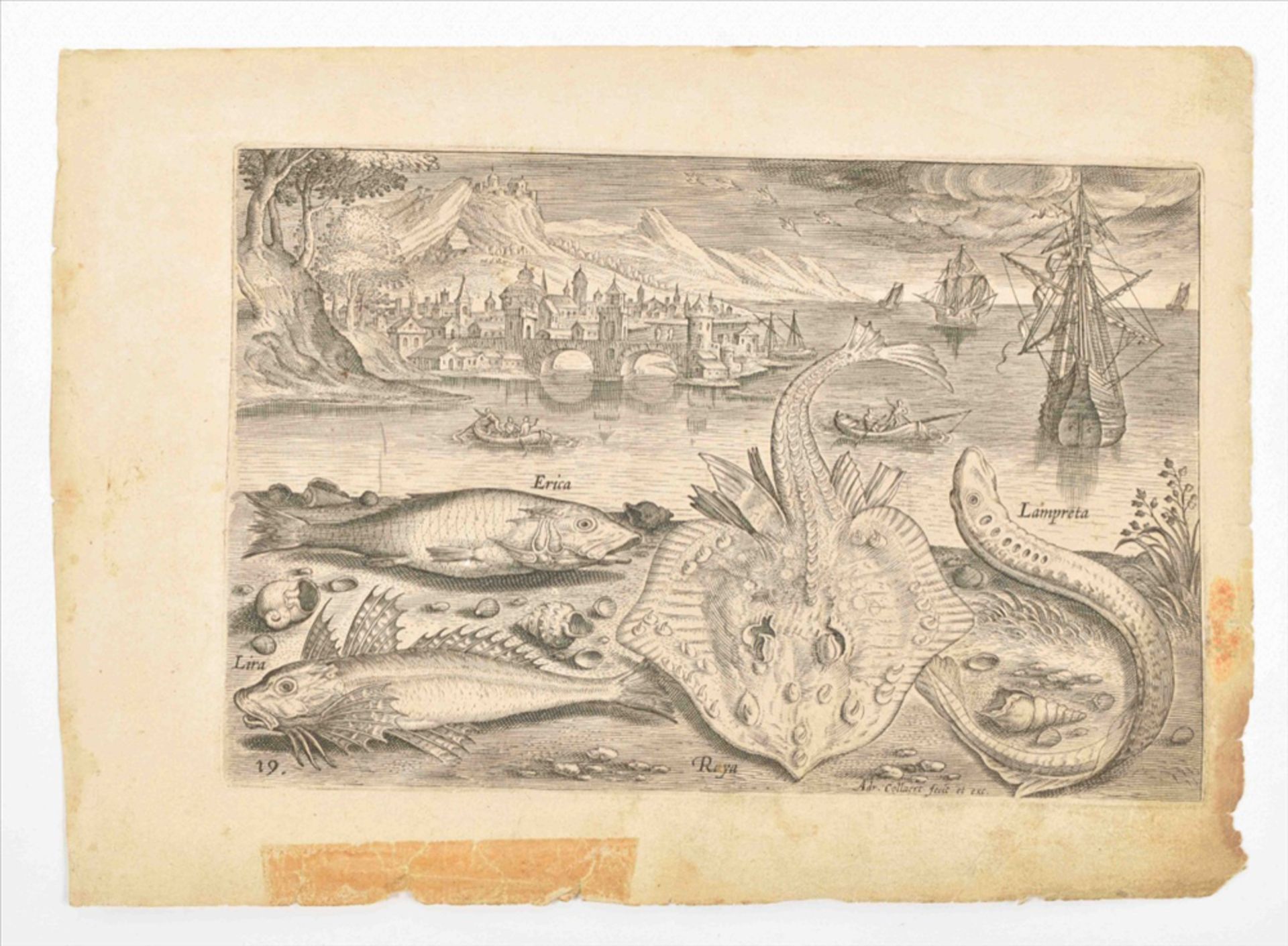 Adriaen Collaert (ca. 1560-1618). Six engravings from "Piscium vivae icones" - Bild 2 aus 3