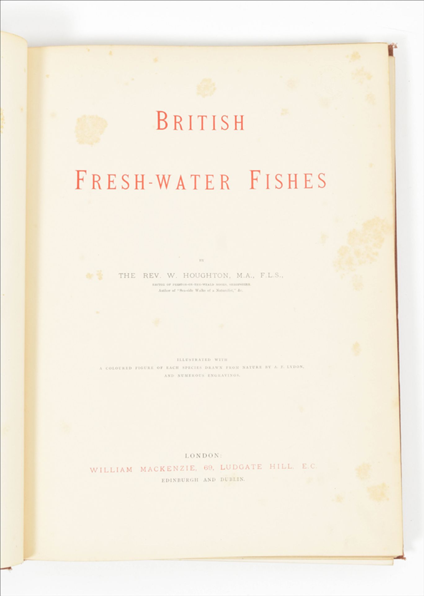 William Houghton. British Fresh-Water Fishes - Bild 4 aus 5