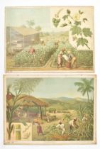 [School plates] Two German school plates about plantations: Baumwolle. Zuckerrohr