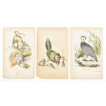 Collection of 80 miscellaneous prints natural history, caricature and costumes