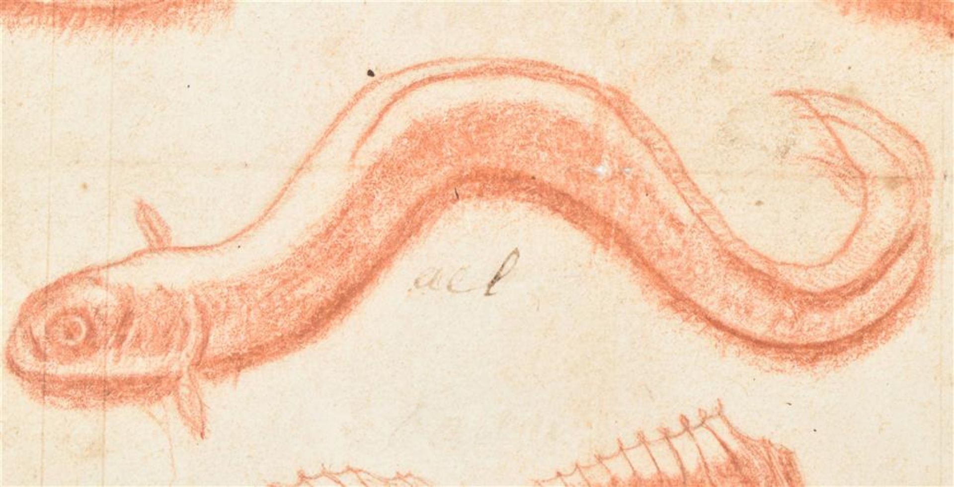 [Ichthyology] Bruyn, N. de (after). Drawings of fishes - Image 3 of 4