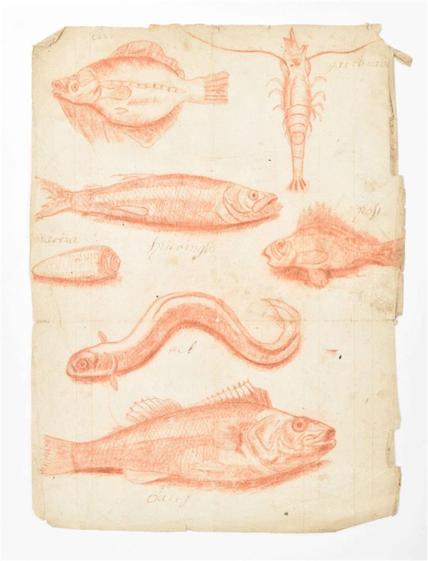 [Ichthyology] Bruyn, N. de (after). Drawings of fishes