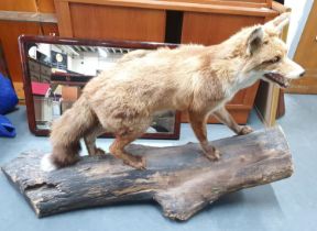 Large taxidermy fox standing on a log