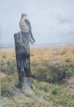 Steven TOWNSEND (Born Colne, Lancs, 1955) watercolour "Hawk at rest on a wooden fence pole",