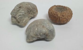 Three fossilised shells including a complete Long-spine Slate Pen Sea Urchin (Cidaris cidaris),