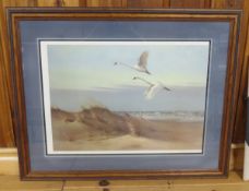 Whistling Swans over the Dunes by Owen Gromme