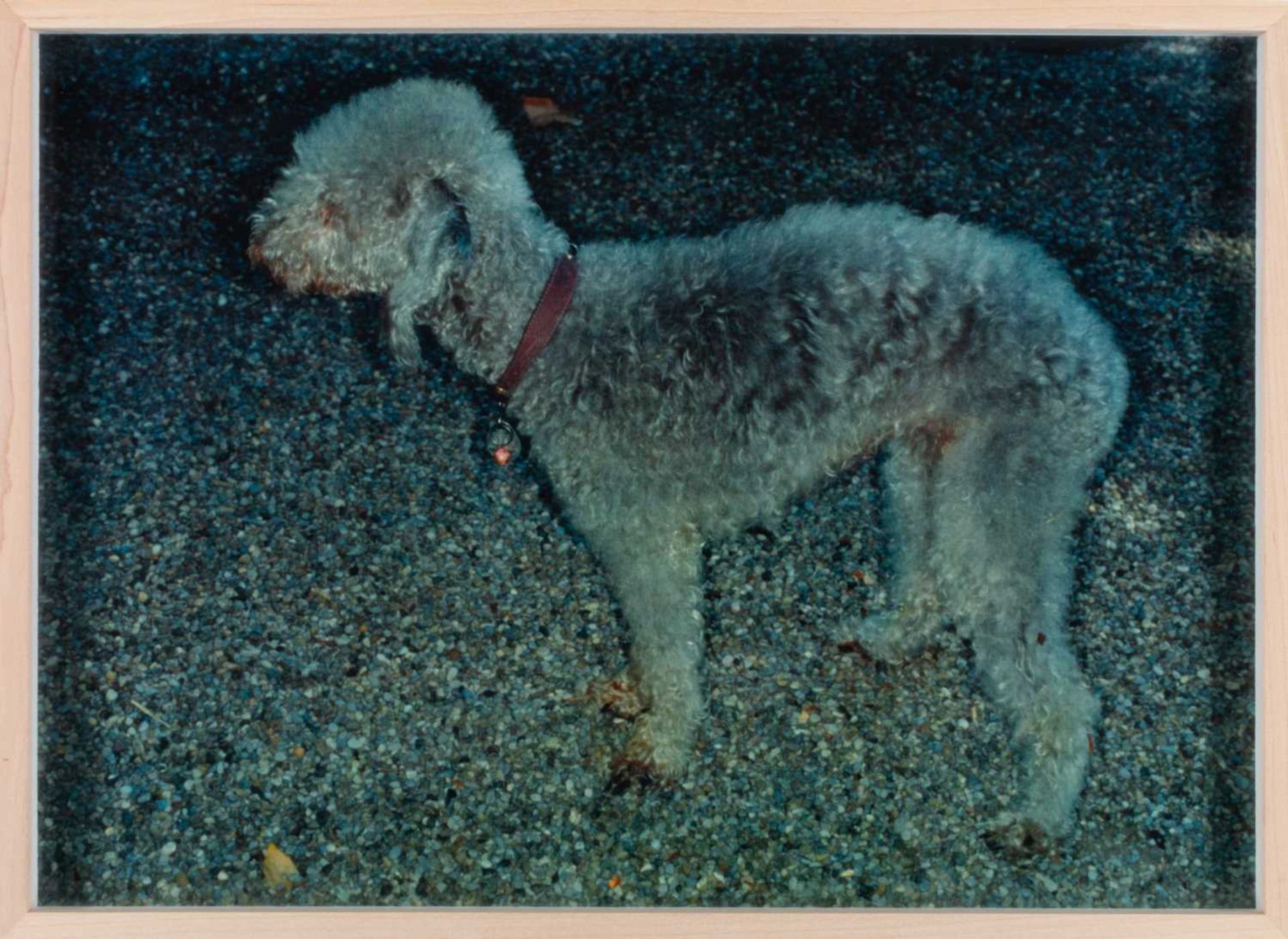 Martin Parr (1952 Epsom – lebt in Bristol) - Bild 2 aus 5