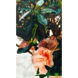 Peter Dreher (1932 Mannheim - Freiburg 2020)