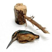 Taxidermy study of an immature kingfisher on a branch - 10cm high ~ body detached