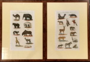 2 x 18th century hand coloured etchings of Quadrupeds (#1 & 5) by Isaac Taylor - frames 58.5cm x