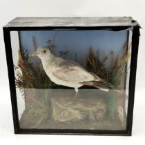 Antique cased taxidermy seagull 50cm x 46cm x 20cm deep has part label to back and the case is A/F