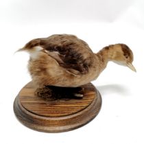 Taxidermy study of a dabchick on a turned wooden base - 12cm high