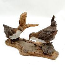 Taxidermy study of a pair of dippers on natural tree wood base - 18cm high x 30cm across