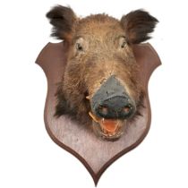 Antique oak shield mounted brown boars head. Shield measures 56cm x 44cm. In good condition.