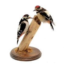 Taxidermy study of a pair of greater spotted woodpeckers on a natural wood post - 30cm high