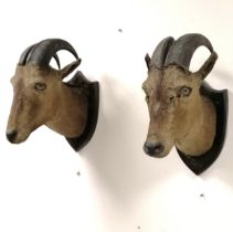 Van Ingen 1899 dated taxidermied pair of trophy heads on wooden shields - 42cm drop & both have