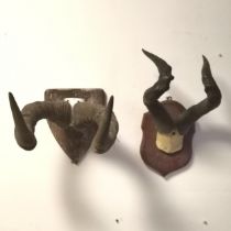 2 x shield mounted pairs of horns - tallest 43cm