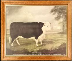 Print of Sir George a prize Hereford bull, the property of Mr Walter Farthing of Stowey Court -