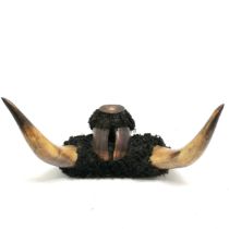 Unusual table snuff box made from cow horns, hoof & fur - 43cm across & 25cm high ~ slight a/f to