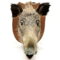 Antique oak shield mounted boars head. Shield measures 36cm x 40cm. Overall good condition.