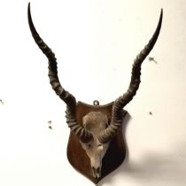 Oak shield mounted skull with antlers - length of horn 44cm