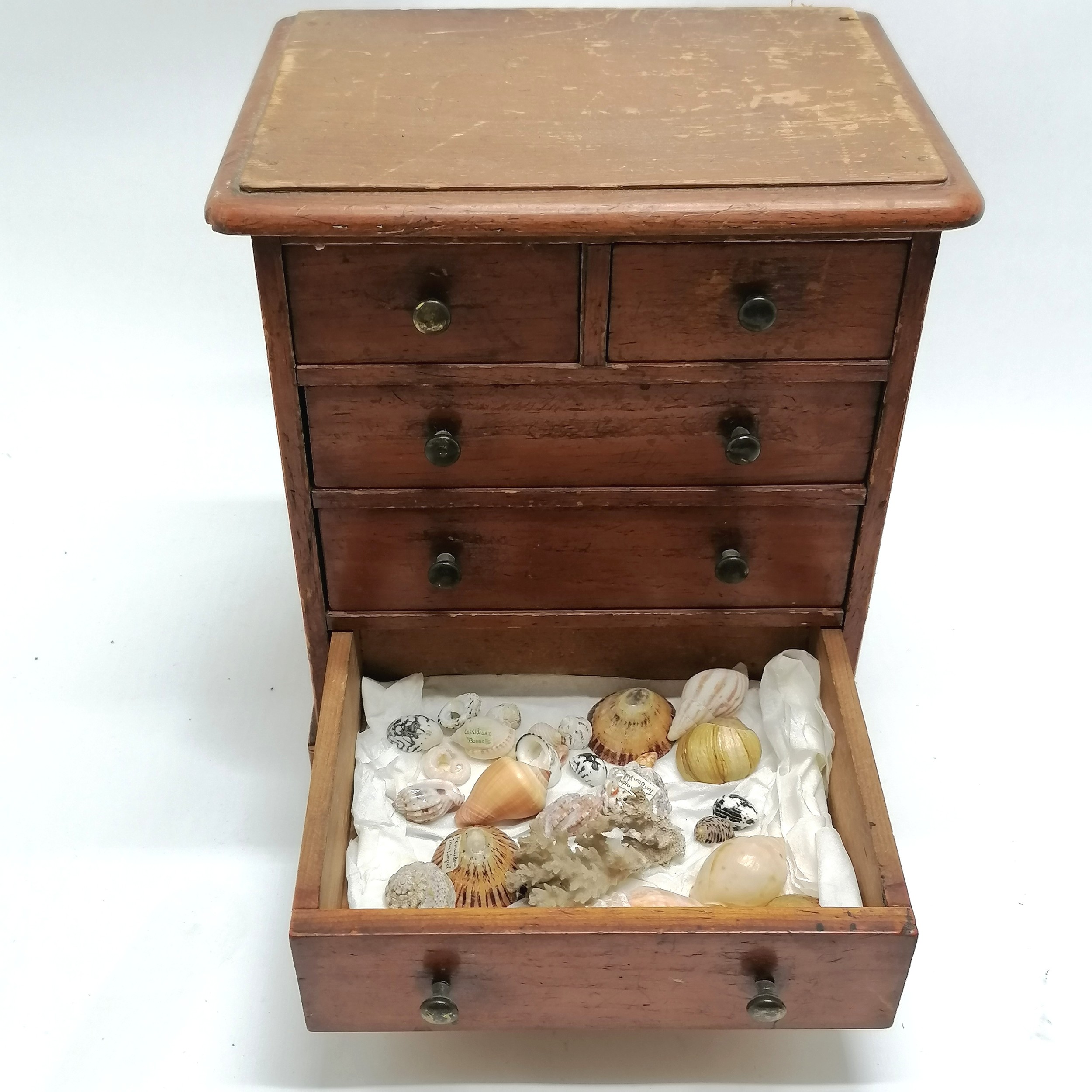 Antique small pine table cabinet containing a collection of shells inc hammer oyster, cowries,