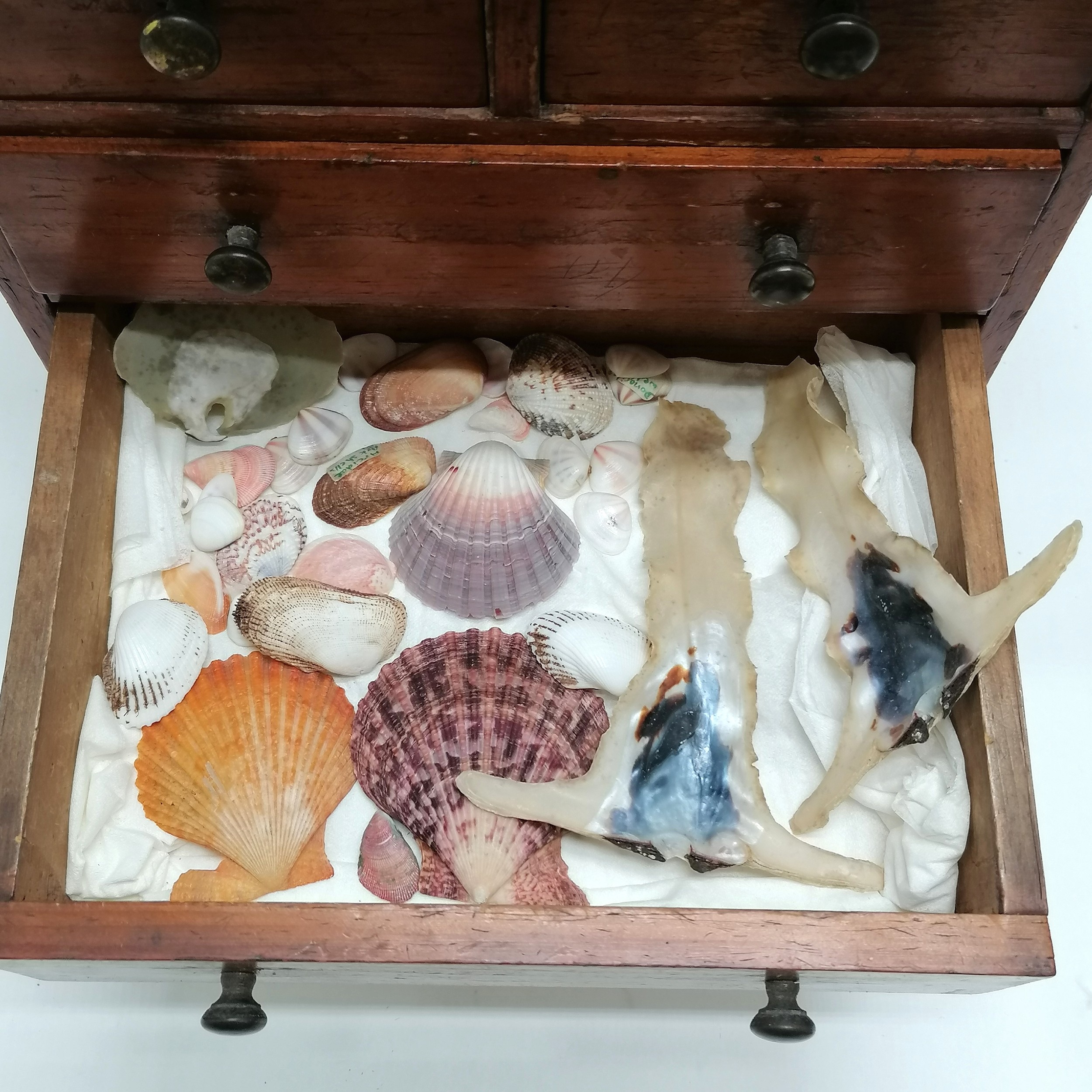 Antique small pine table cabinet containing a collection of shells inc hammer oyster, cowries, - Image 4 of 7