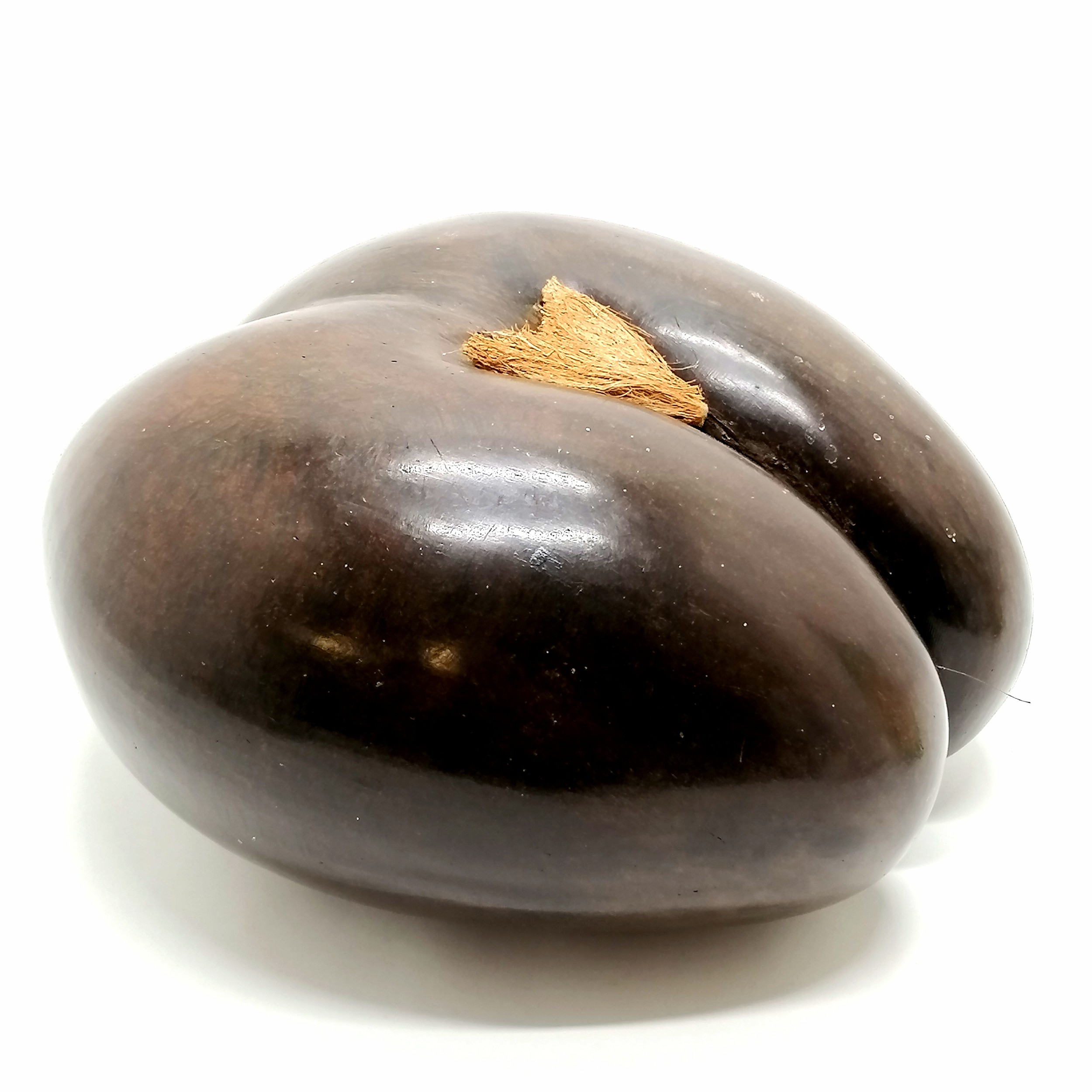 Coco de mer (Lodoicea) nut / seed - 25cm x 26cm & 1.1kg - Image 4 of 4