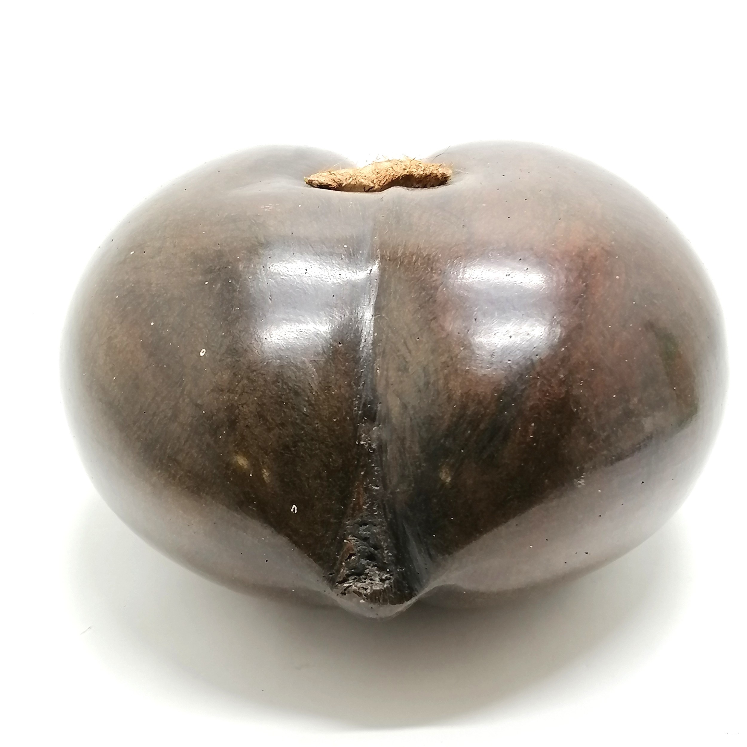 Coco de mer (Lodoicea) nut / seed - 25cm x 26cm & 1.1kg - Image 3 of 4