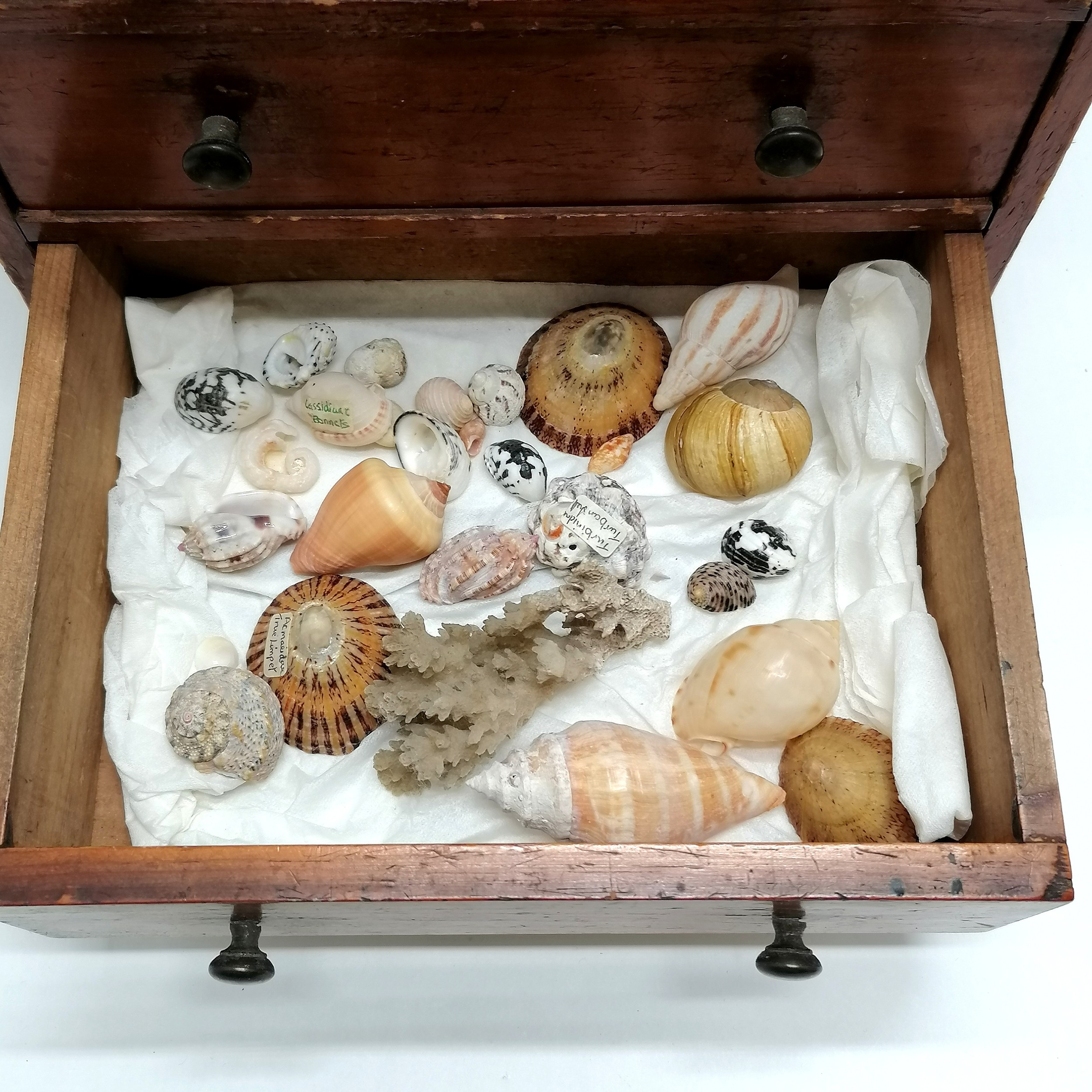 Antique small pine table cabinet containing a collection of shells inc hammer oyster, cowries, - Image 5 of 7