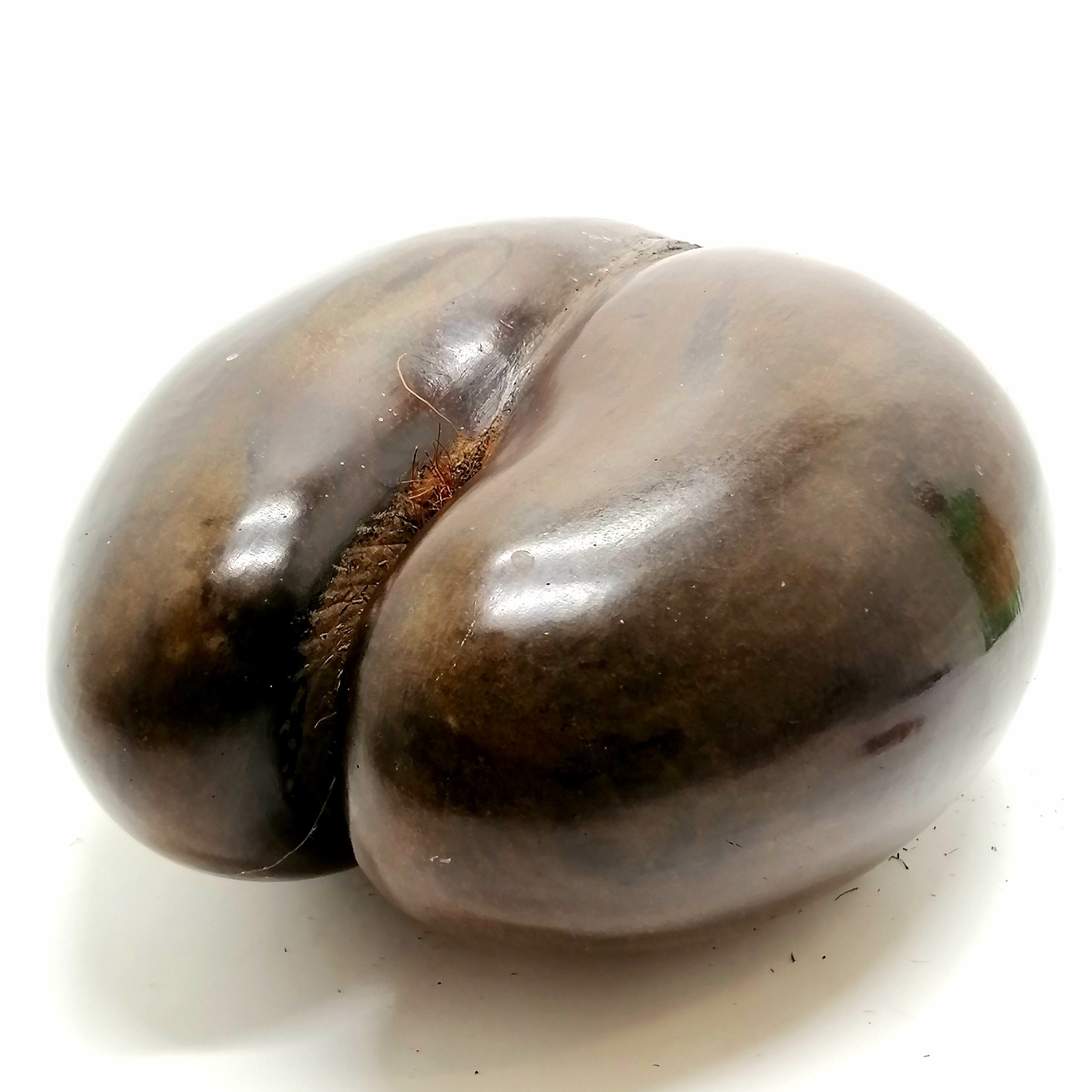 Coco de mer (Lodoicea) nut / seed - 25cm x 26cm & 1.1kg - Image 2 of 4