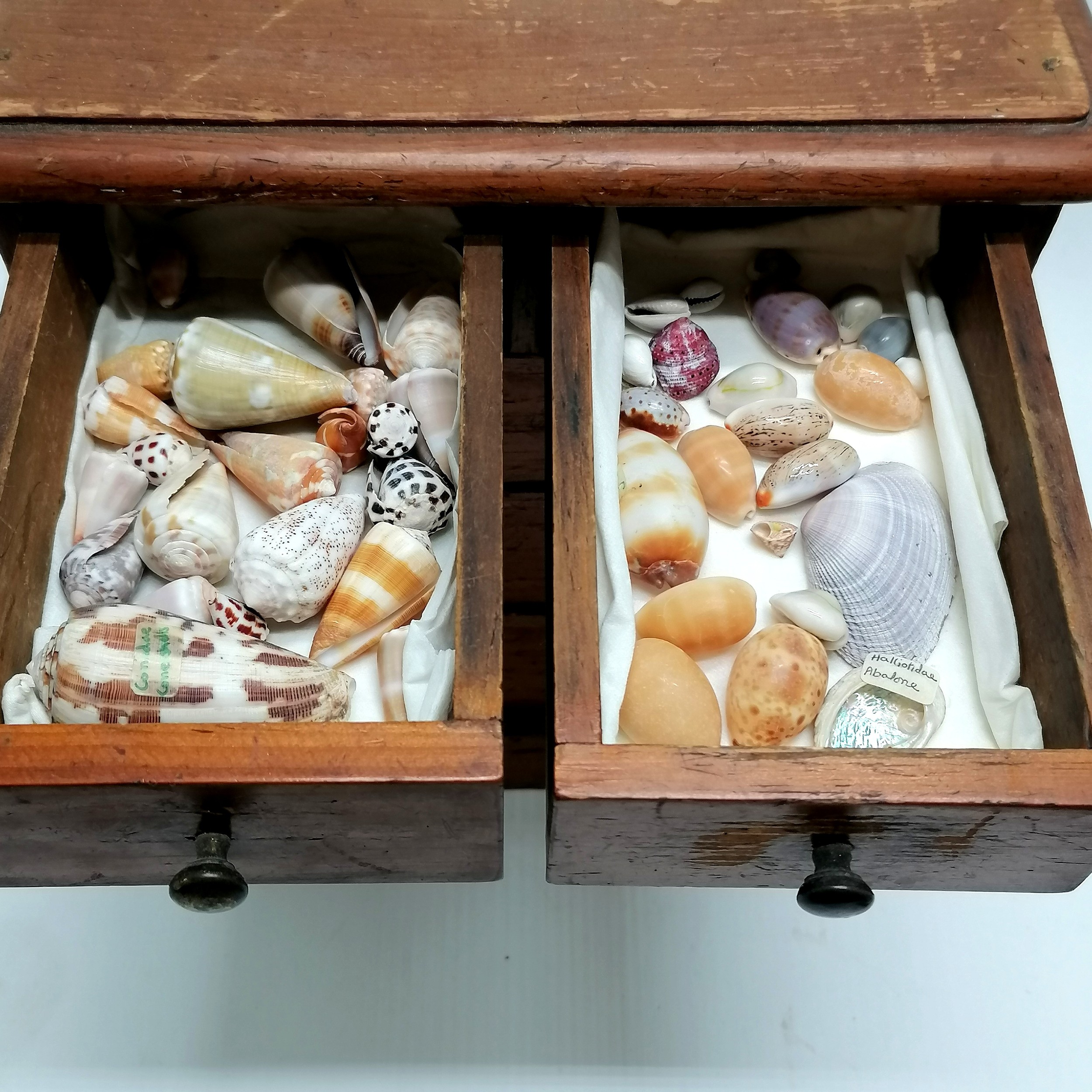 Antique small pine table cabinet containing a collection of shells inc hammer oyster, cowries, - Image 2 of 7