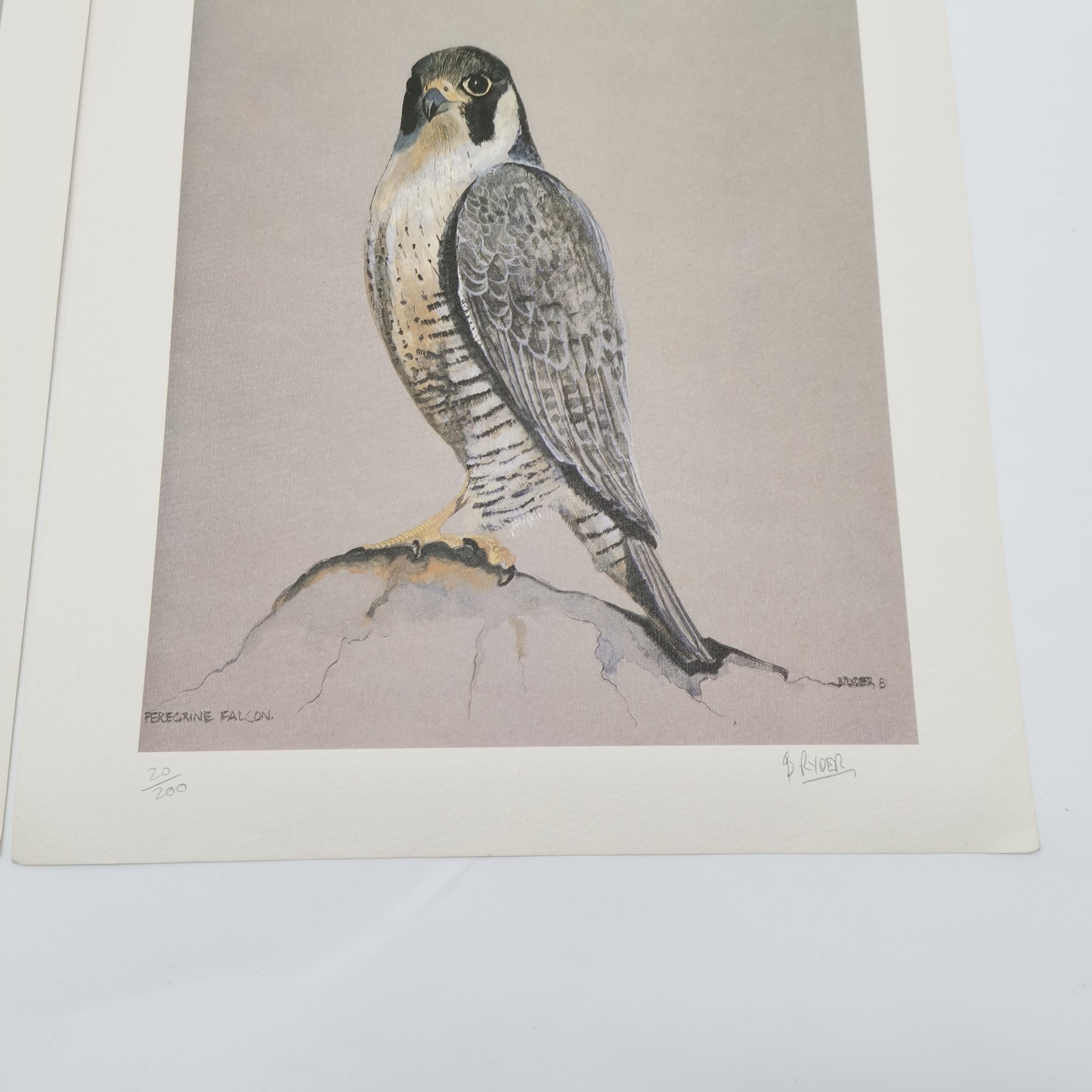 3 x signed prints of falcons - 2 by B Ryder & 1 by Richard Constable (1932-2015) - 37cm x 28cm ~ all - Image 2 of 4