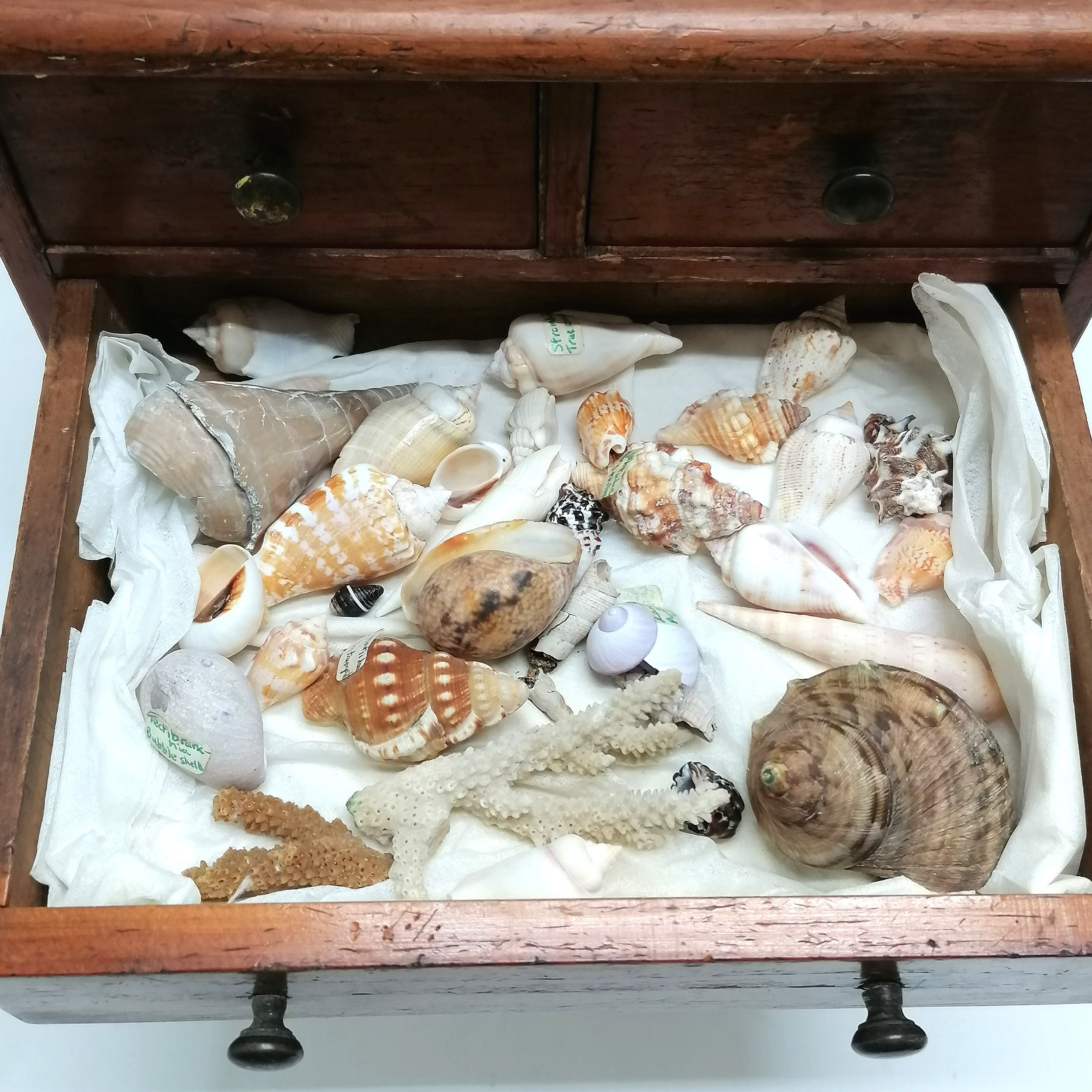 Antique small pine table cabinet containing a collection of shells inc hammer oyster, cowries, - Image 3 of 7