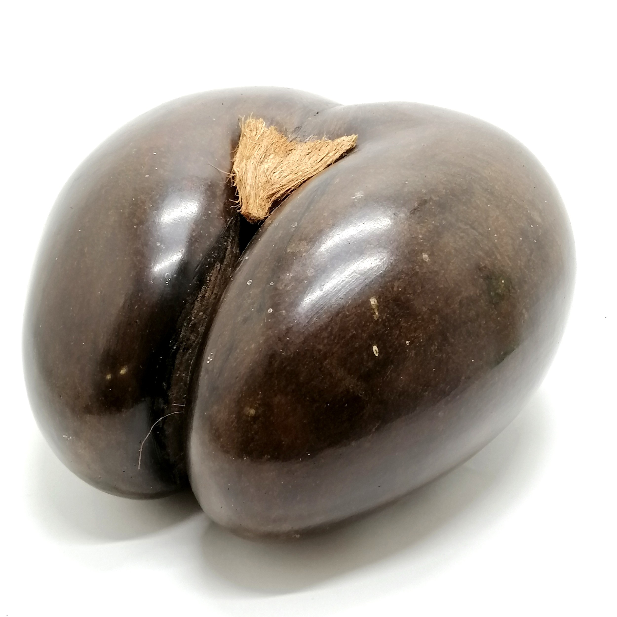 Coco de mer (Lodoicea) nut / seed - 25cm x 26cm & 1.1kg